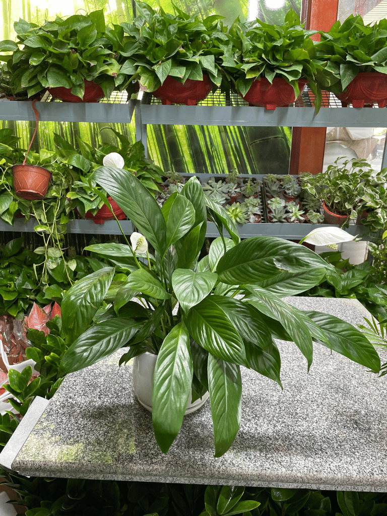 Peace Lily - With Pot