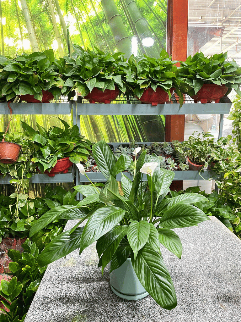 Peace Lily - With Pot