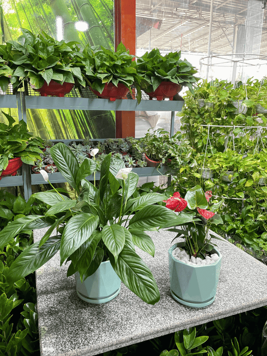 Peace Lily & Anthurium Bundle of TWO