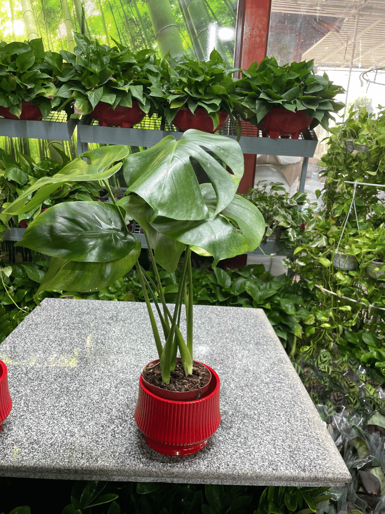 Monstera - Table Top