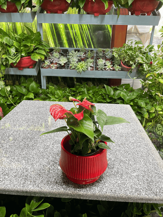 Anthurium Table Top