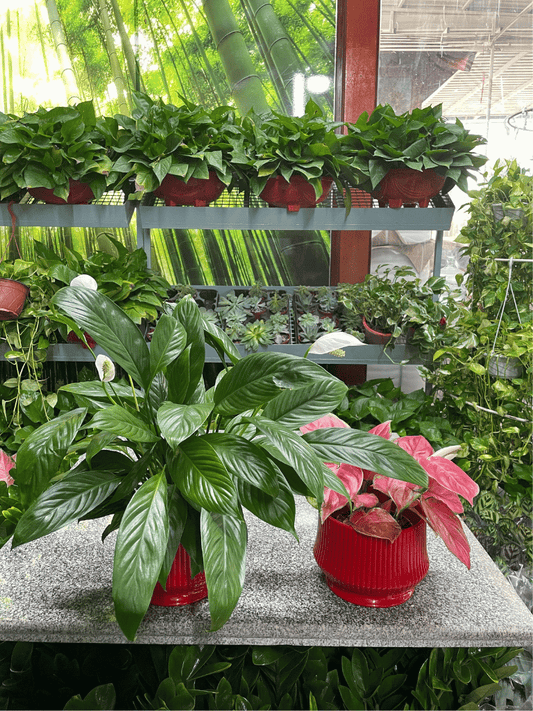 Peace Lily & Argo Bundle of Two