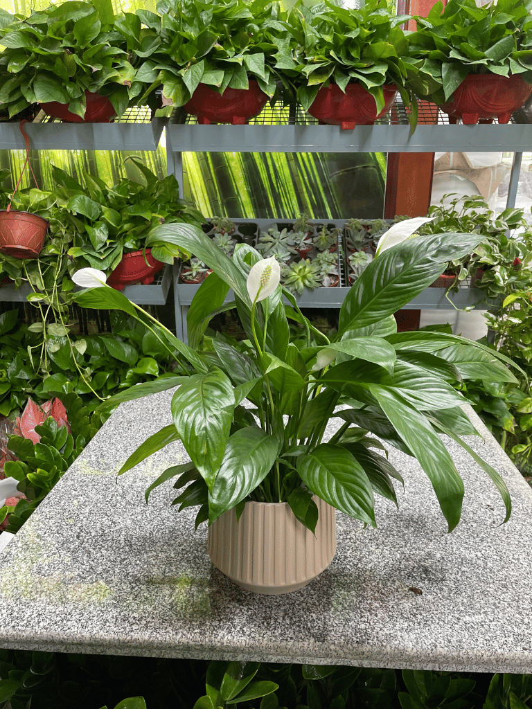 Peace Lily - With Pot