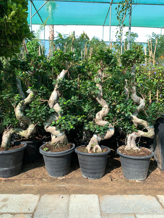 Bonsai - S Shaped