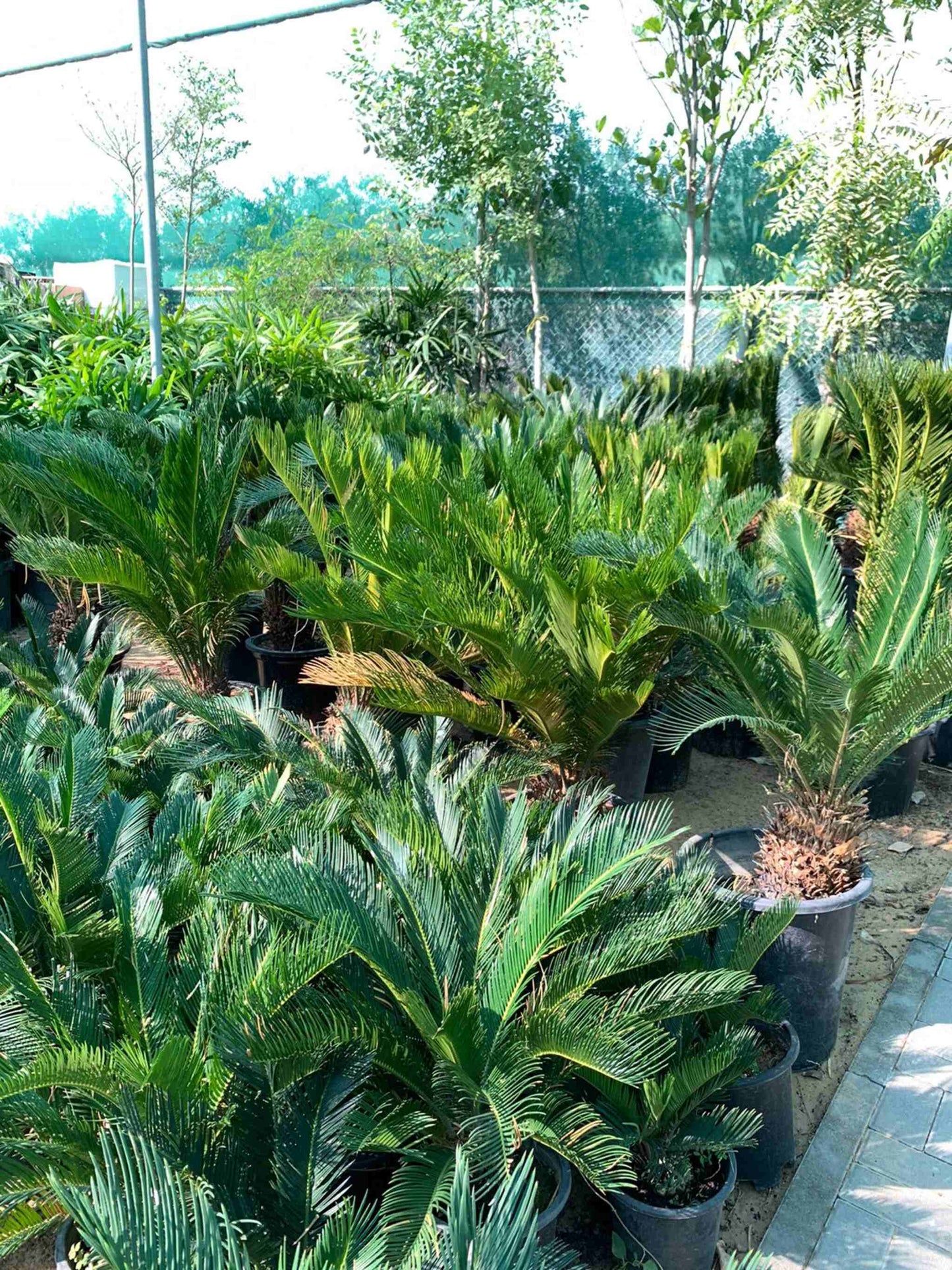 Sago Palm