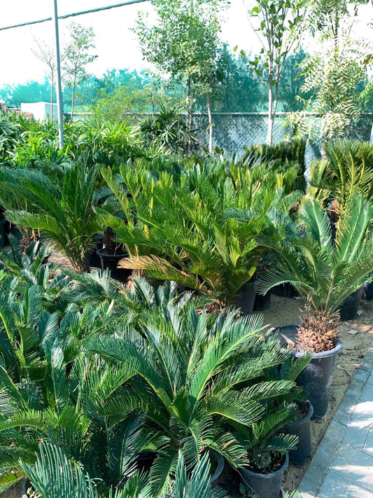 Sago Palm