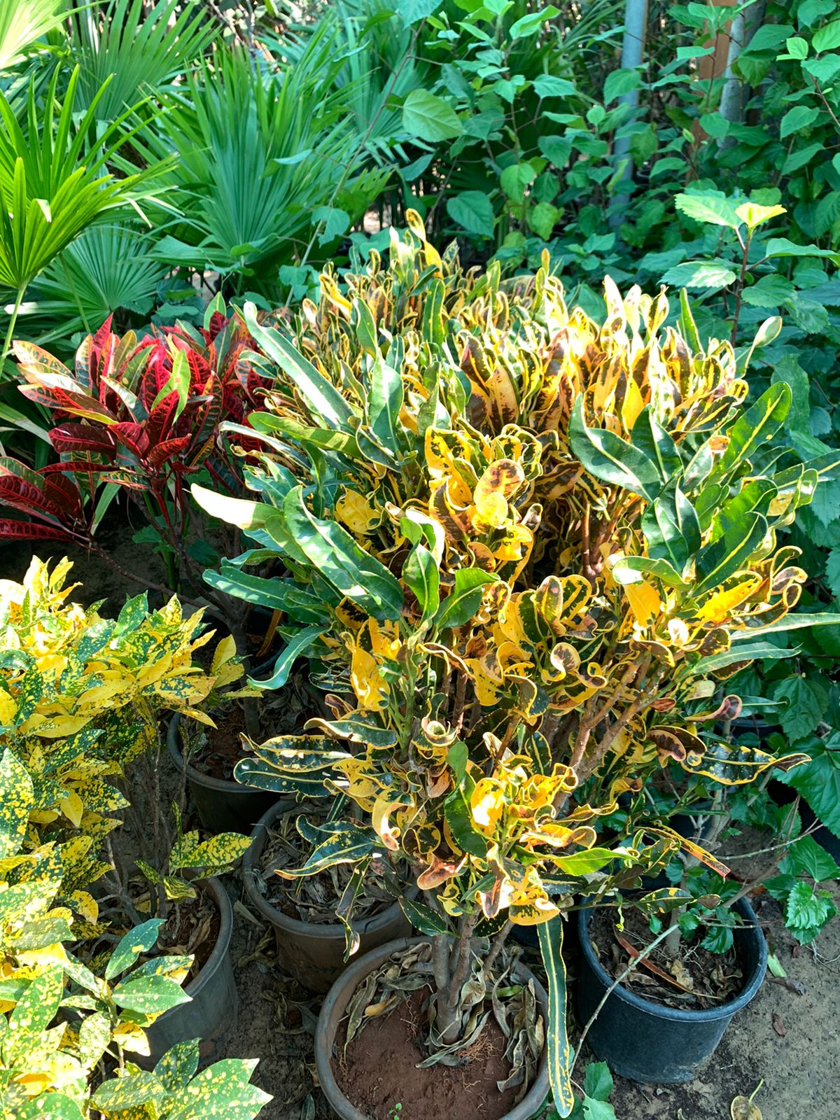 croton - Nursery Pot