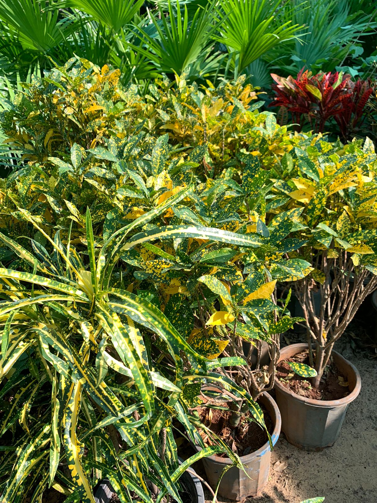 croton - Nursery Pot