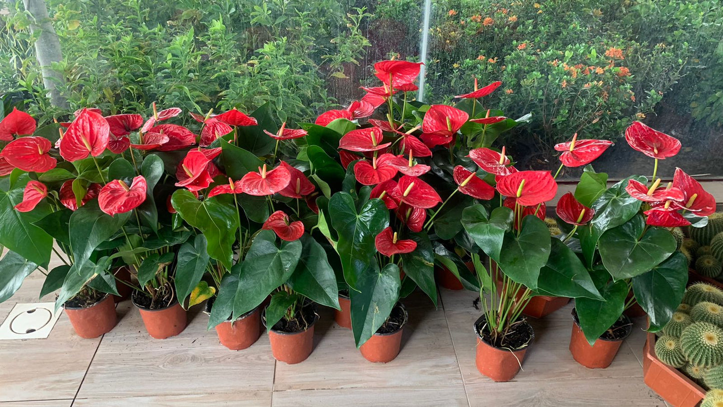 Anthurium