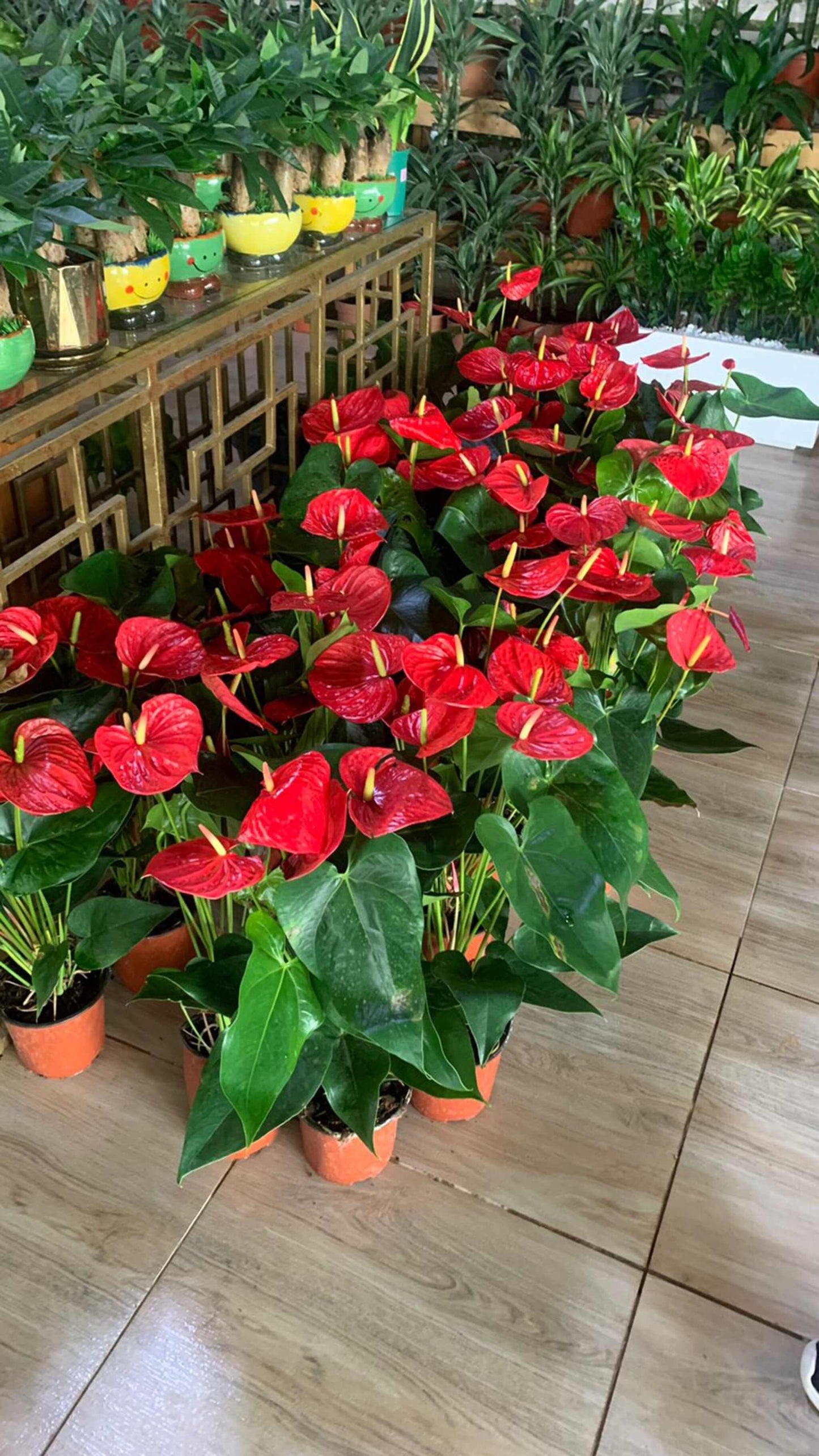 Anthurium