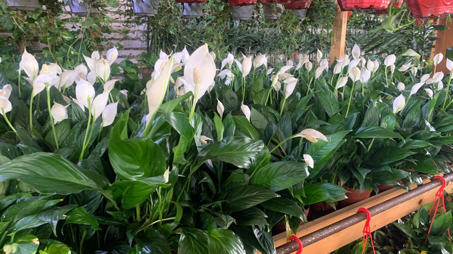 Peace Lily - Nursery Pot