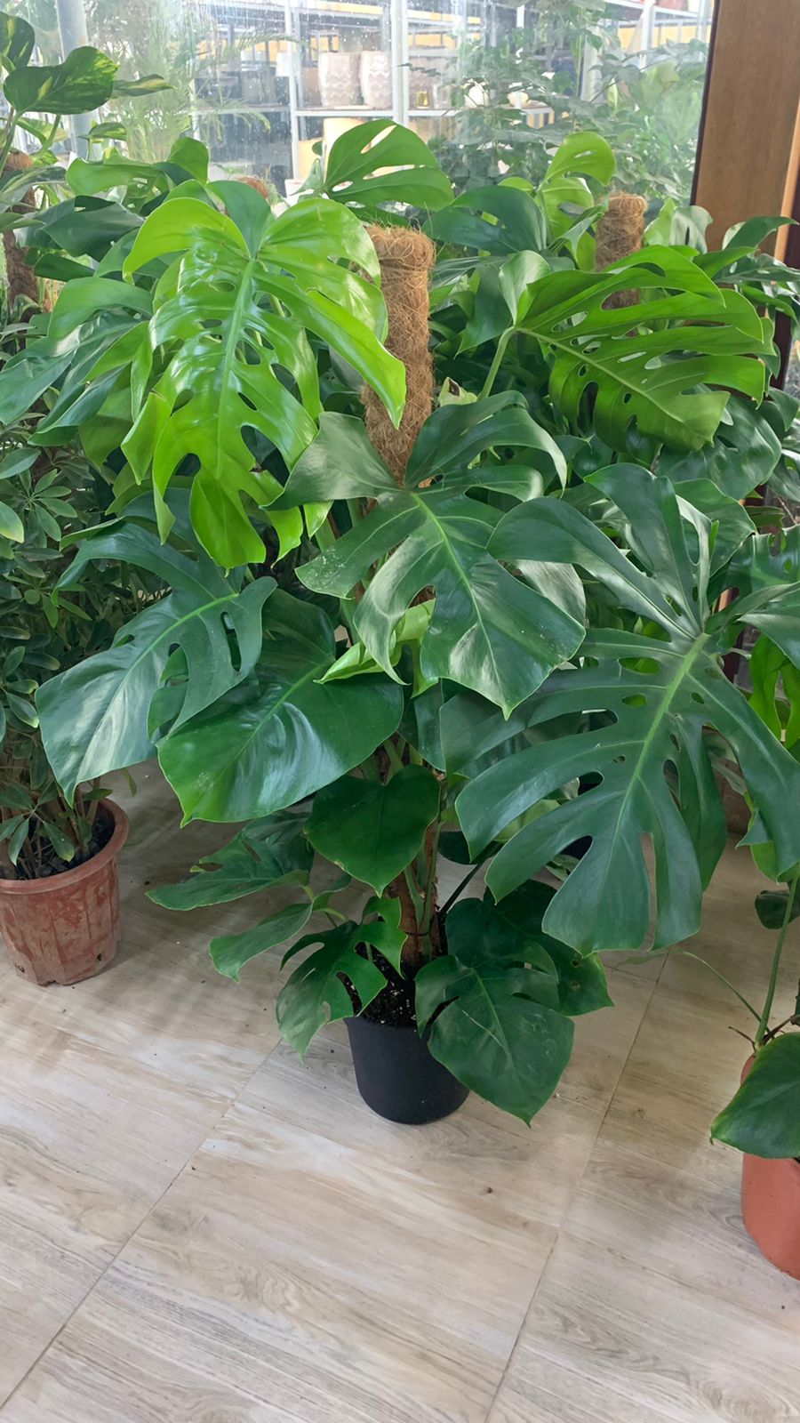 Monstera - Large - Nursery Pot