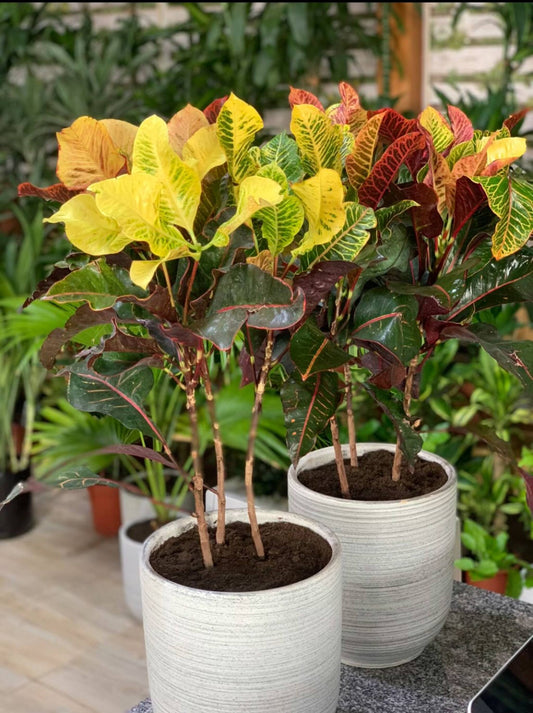 Croton - In Beautiful Pot ( EACH )