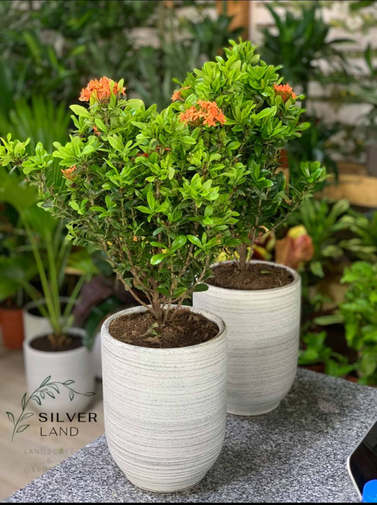 IXORA - In Beautiful Pot Bundle