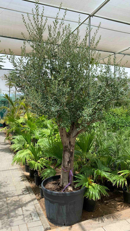 Big Trunk Olive Tree