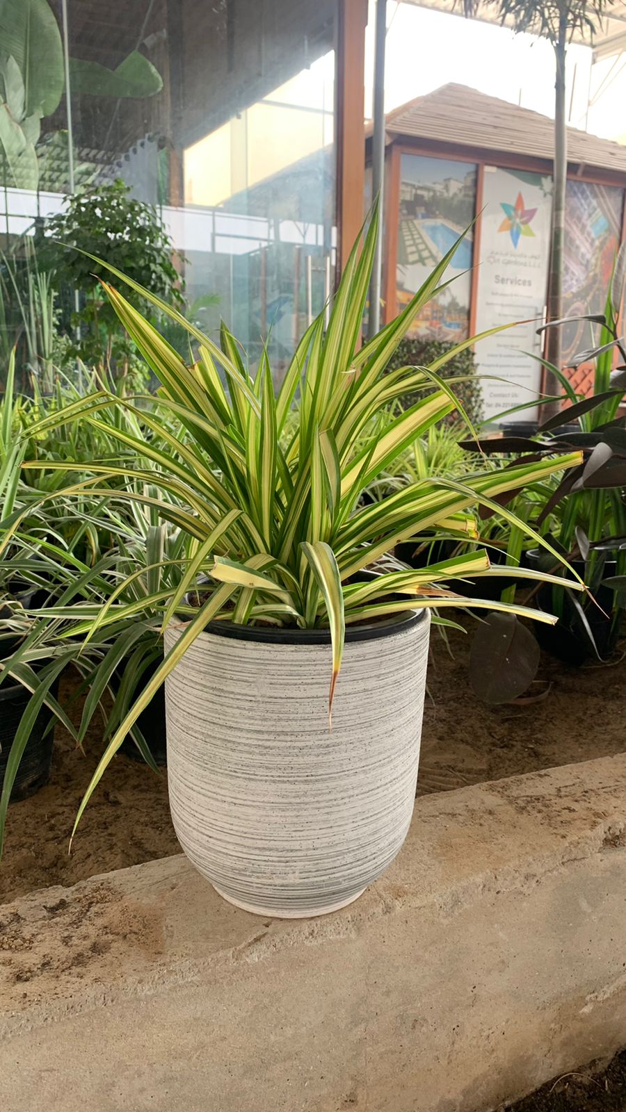 Pandanus - Spider Plant