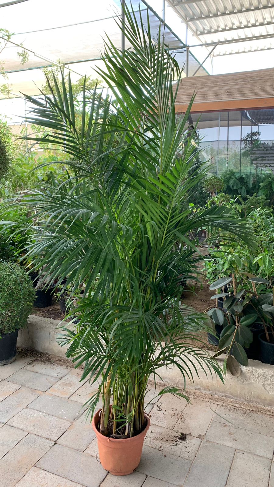 Areca Palm - TALL 2 METER