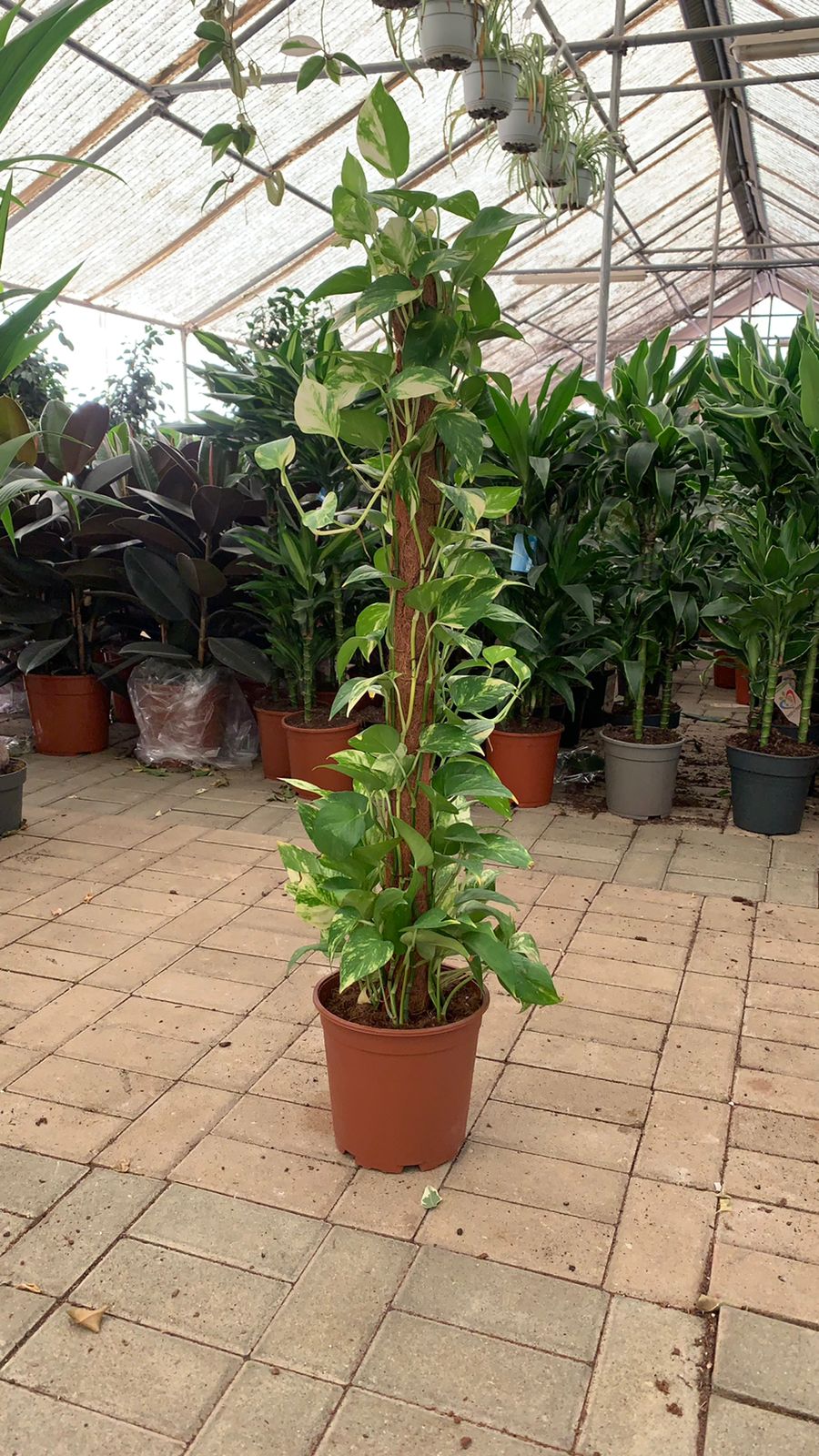 Money Plant - Big 150CM - 170 CM HOLLAND