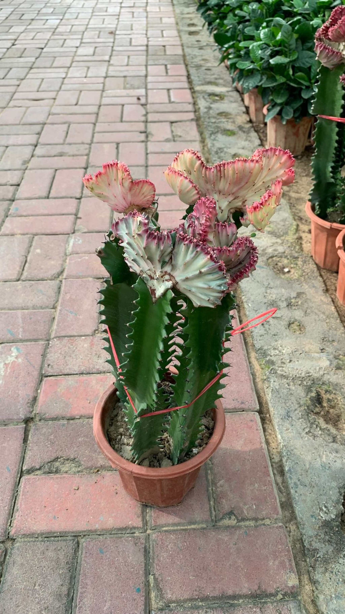 Cactus Flower - Nursery Pot