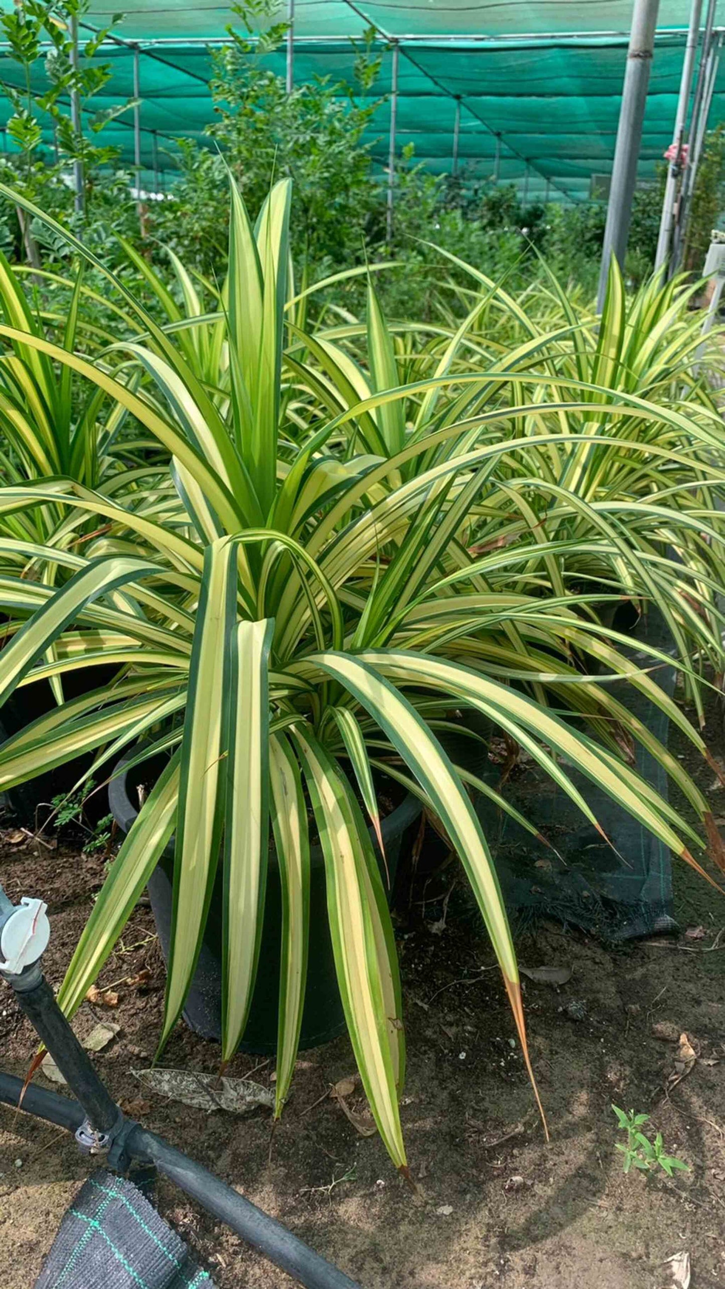 Spider plant - Pandanus