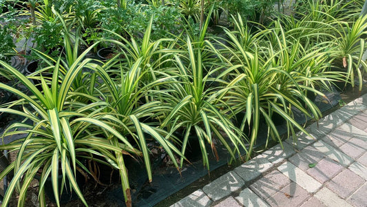 Spider plant - Pandanus