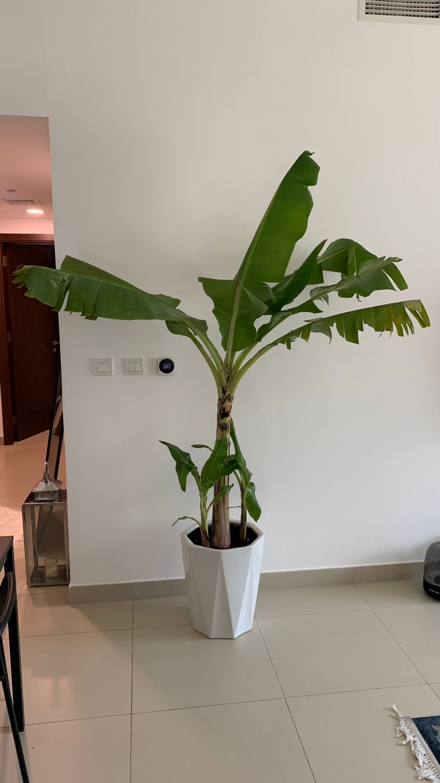 Banana Tree in White Ceramic