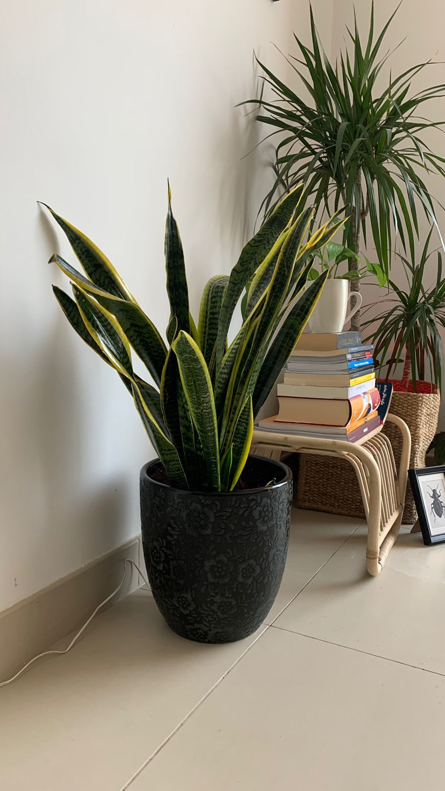 Snake Plant Black Pot