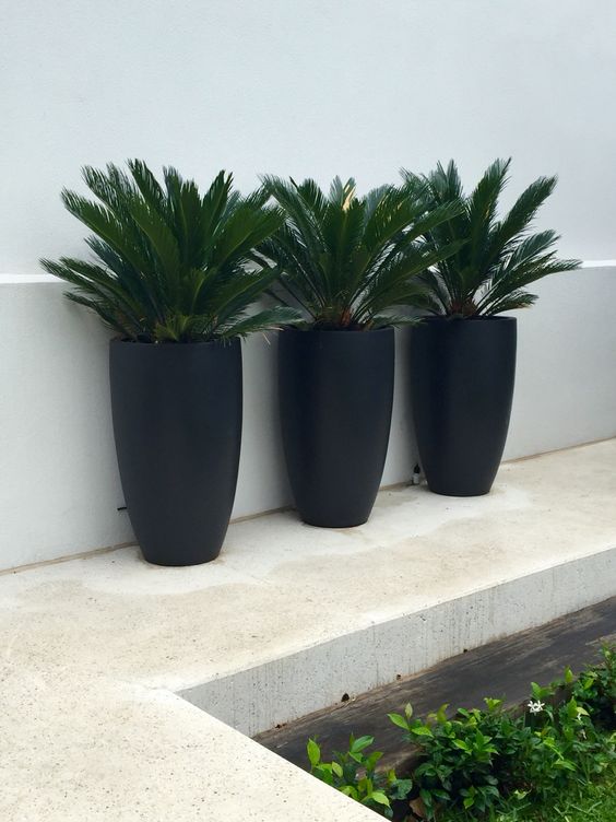 Giant Sago Palm Each