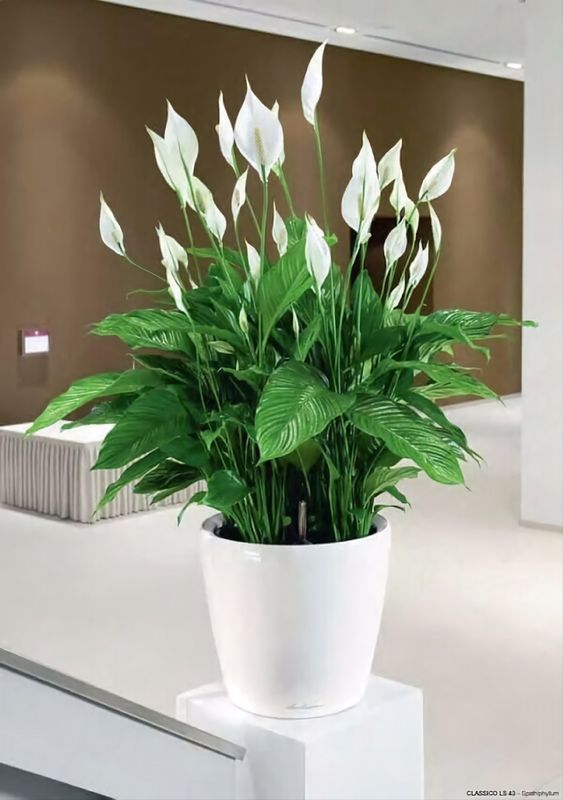 Peace Lily Bushy