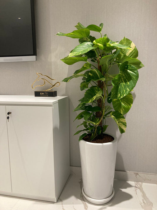 Money Plant - Medium