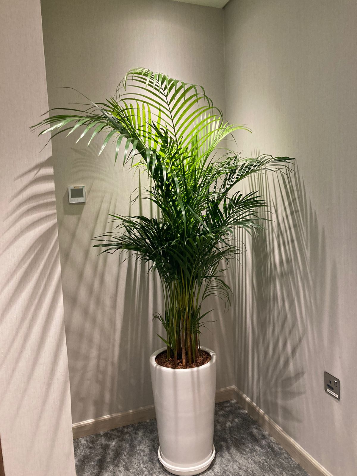 Areca Palm - Medium