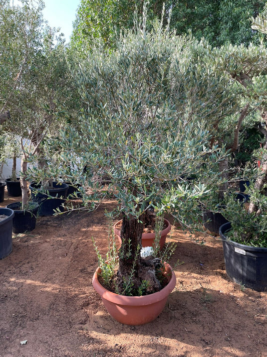 Olive Tree - Aged Trunk