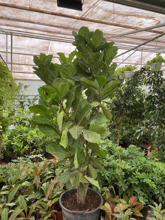 Giant Fiddle Tree