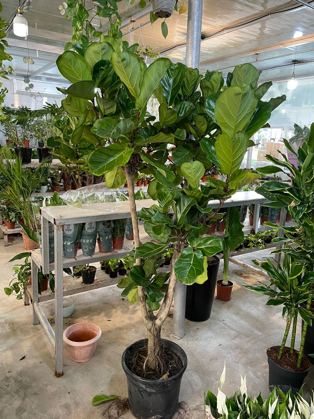 Fiddle Fig Tree