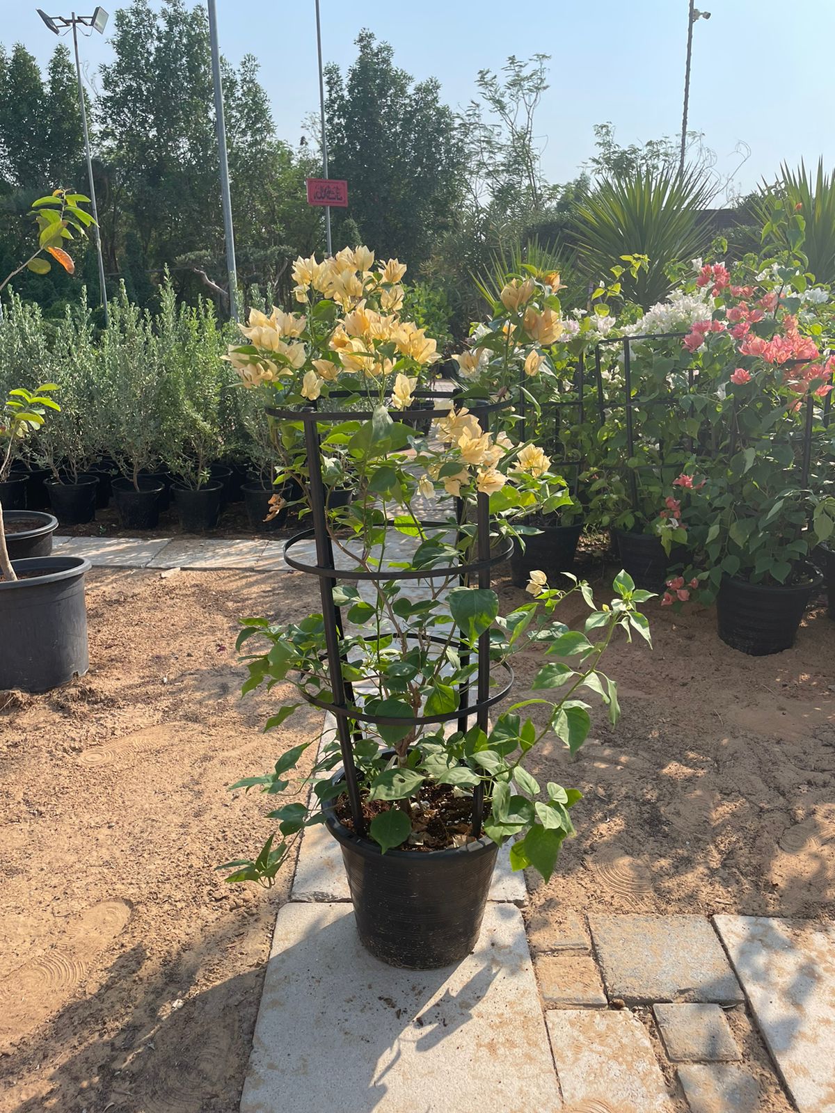 Bougainvillea