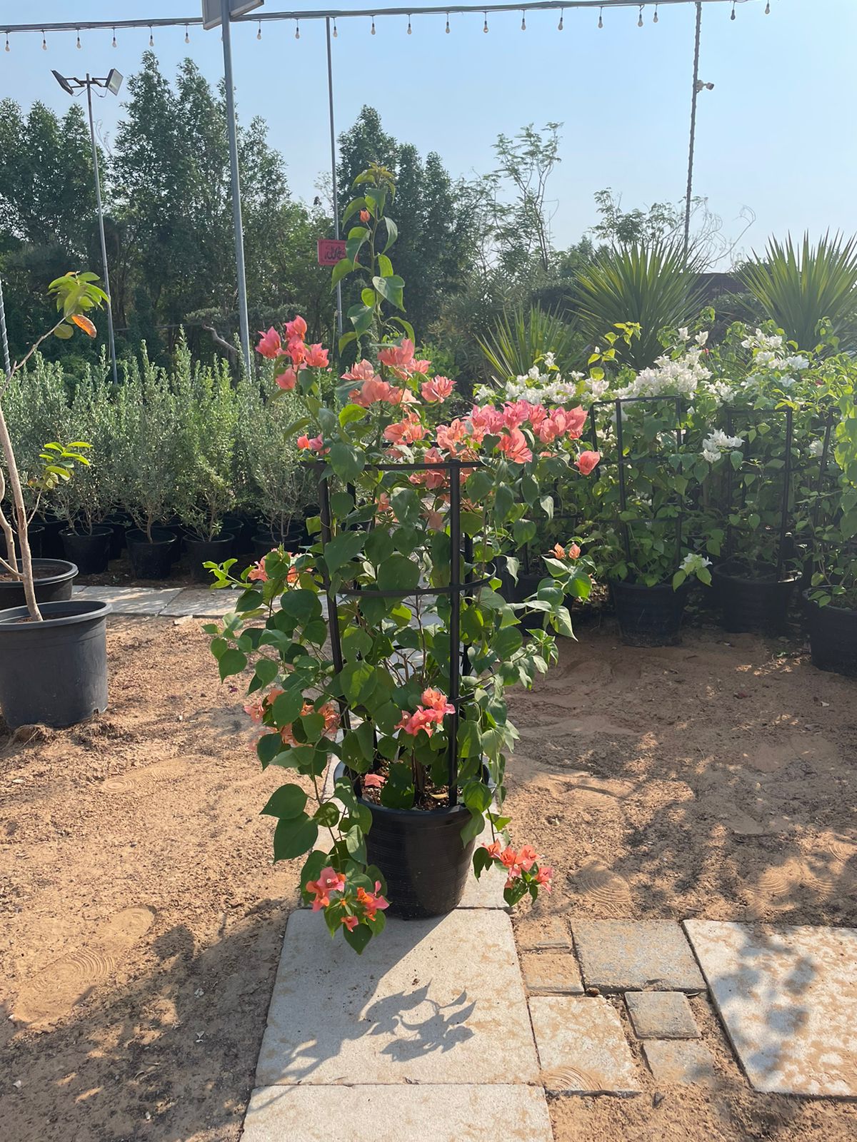 Bougainvillea