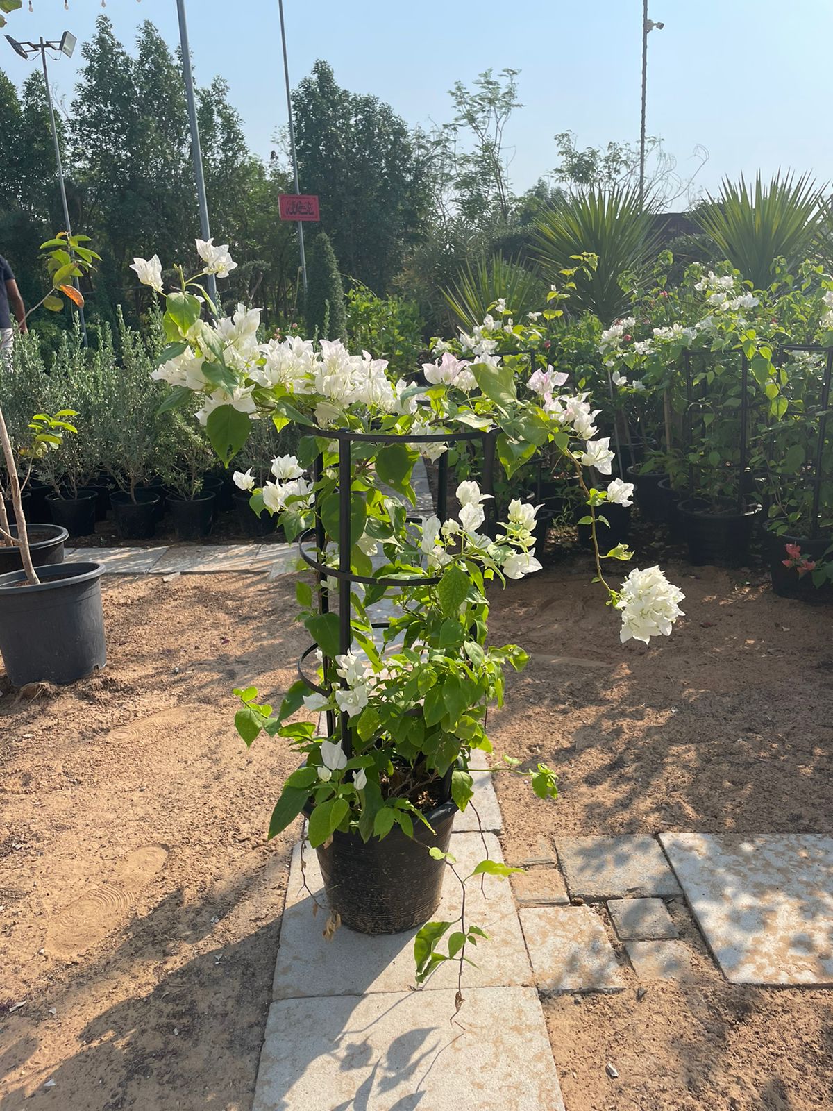 Bougainvillea