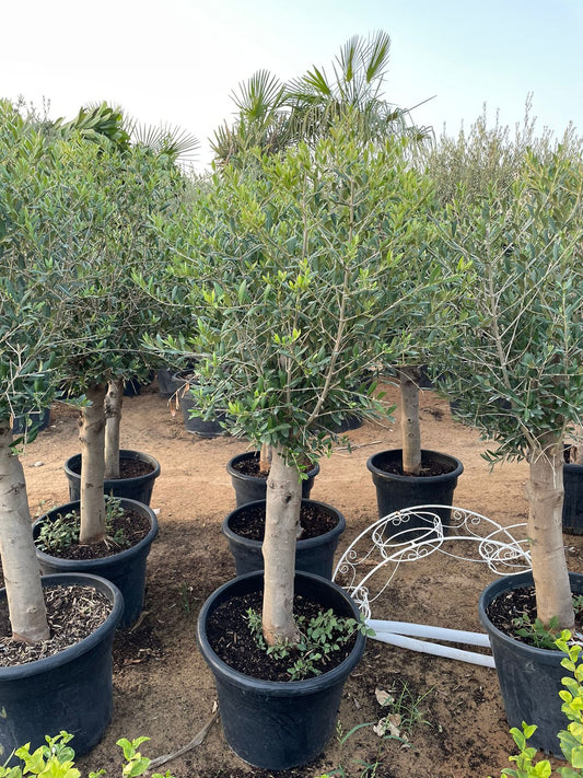 Olive Tree - Medium