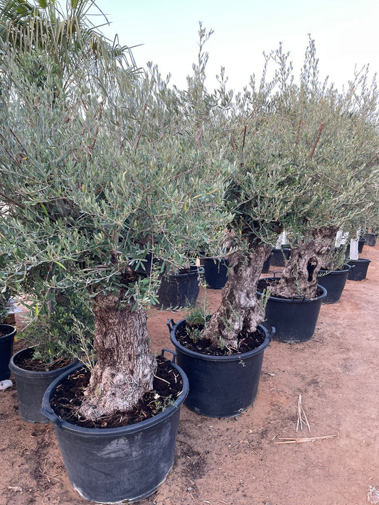 Olive Tree - Large & Thick Trunk