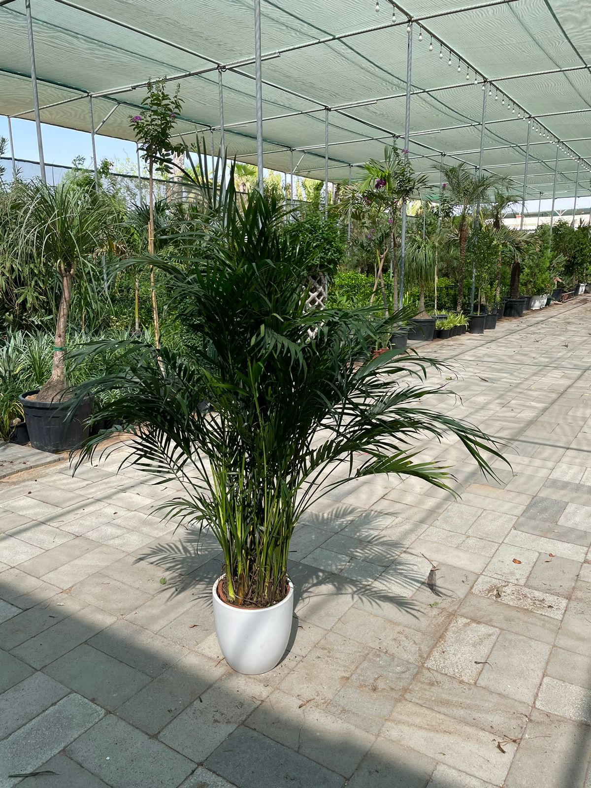 BIG OFFER! Howea Palm