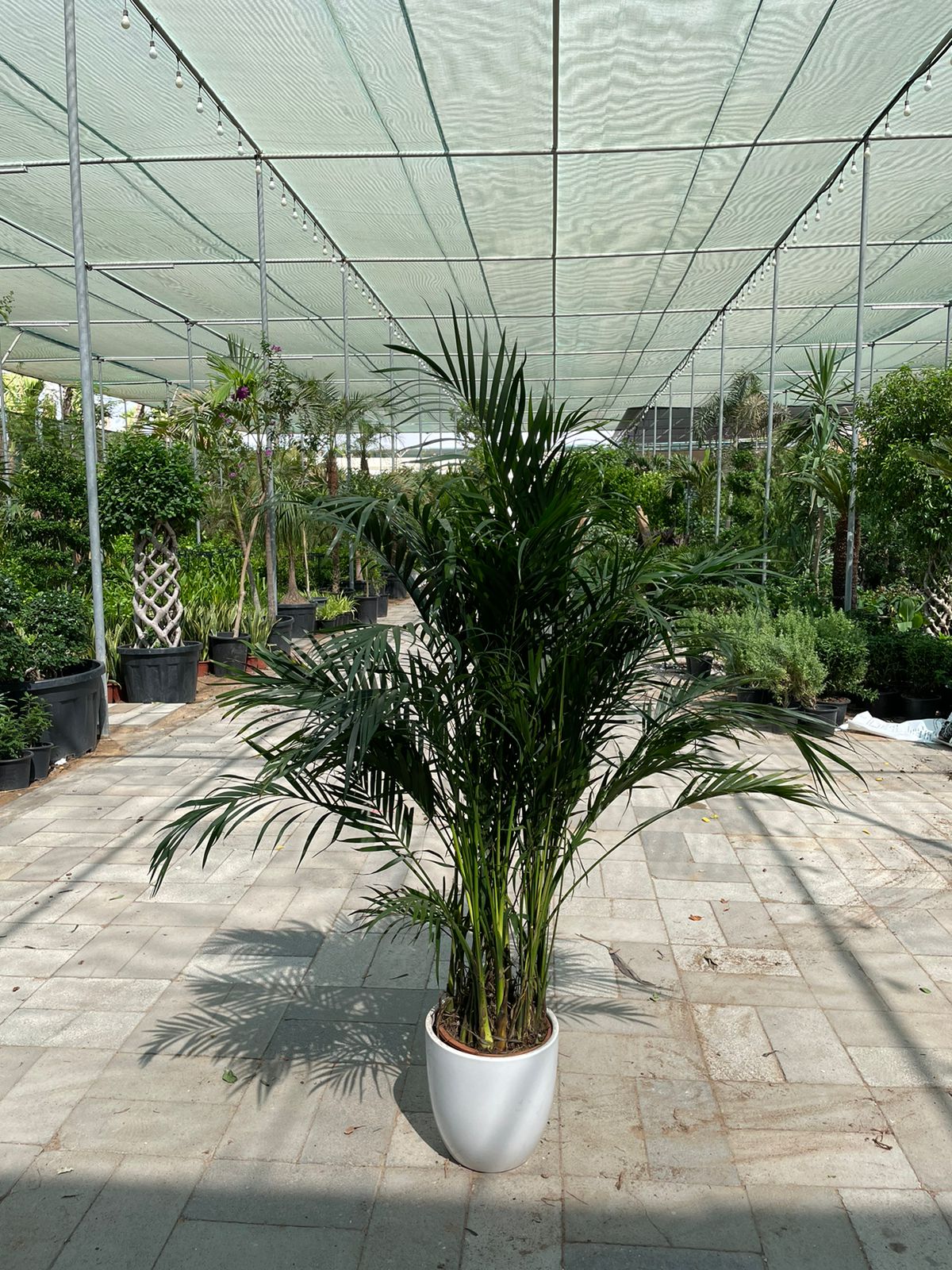 BIG OFFER! Howea Palm