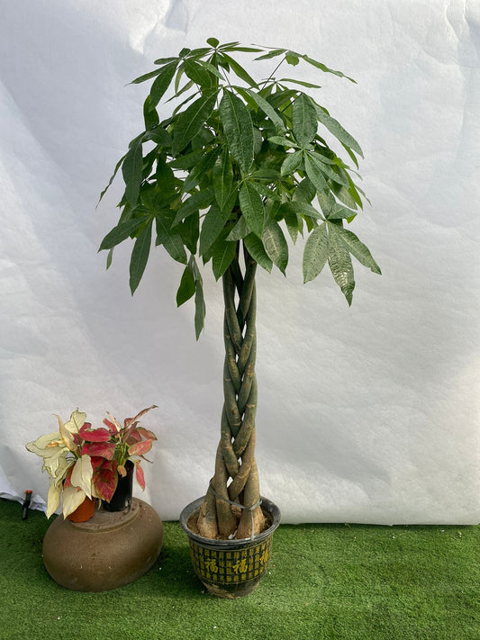 Twisted Pachira - Nursery Pot