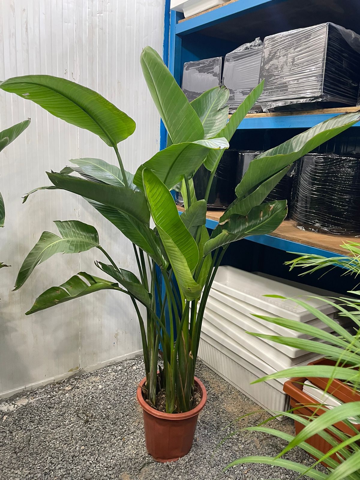 Bird of Paradise - Nursery Pot