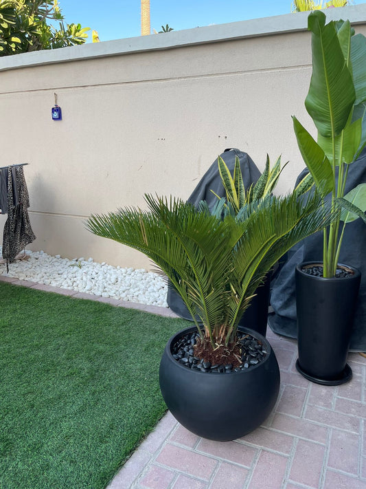 Sago Palm - Fiber Matte Pot