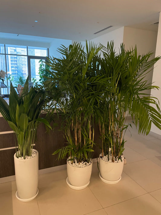 Double Bamboo Palm & Aspiradas Bundle