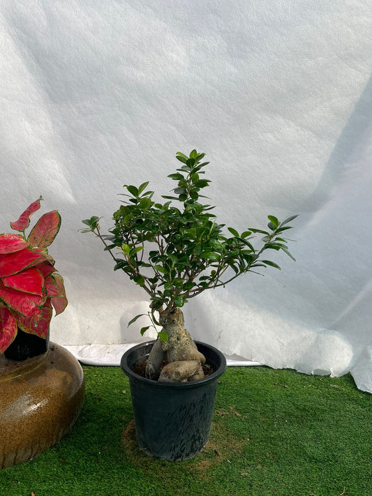 Bonsai Small - Nursery Pot