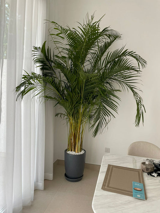 Giant Areca Palm - Long Pot