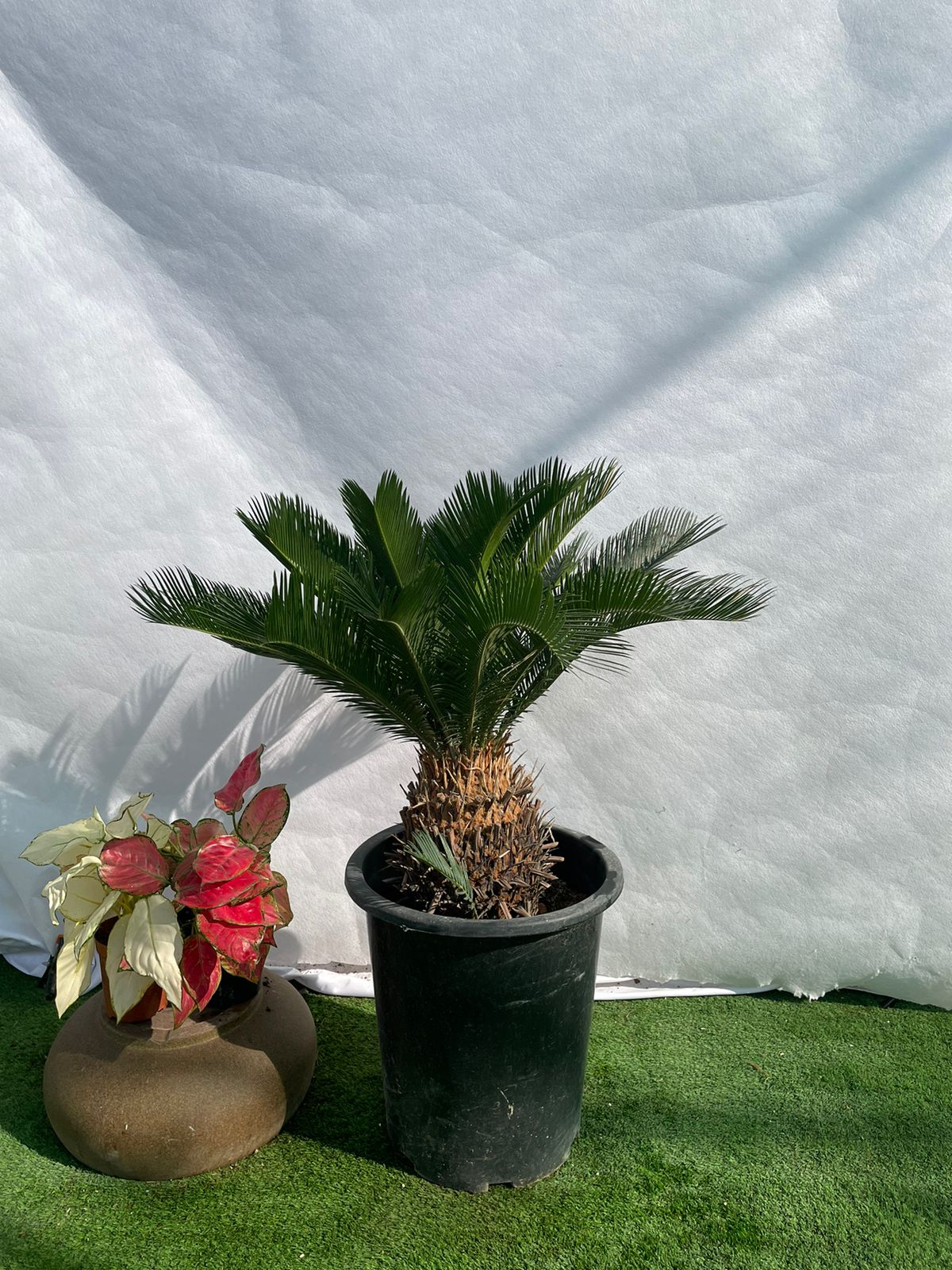 Sago Palm - Nursery Pot