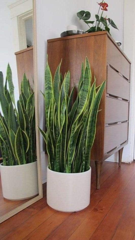 Snake Plant Bushy - Fiber Pot