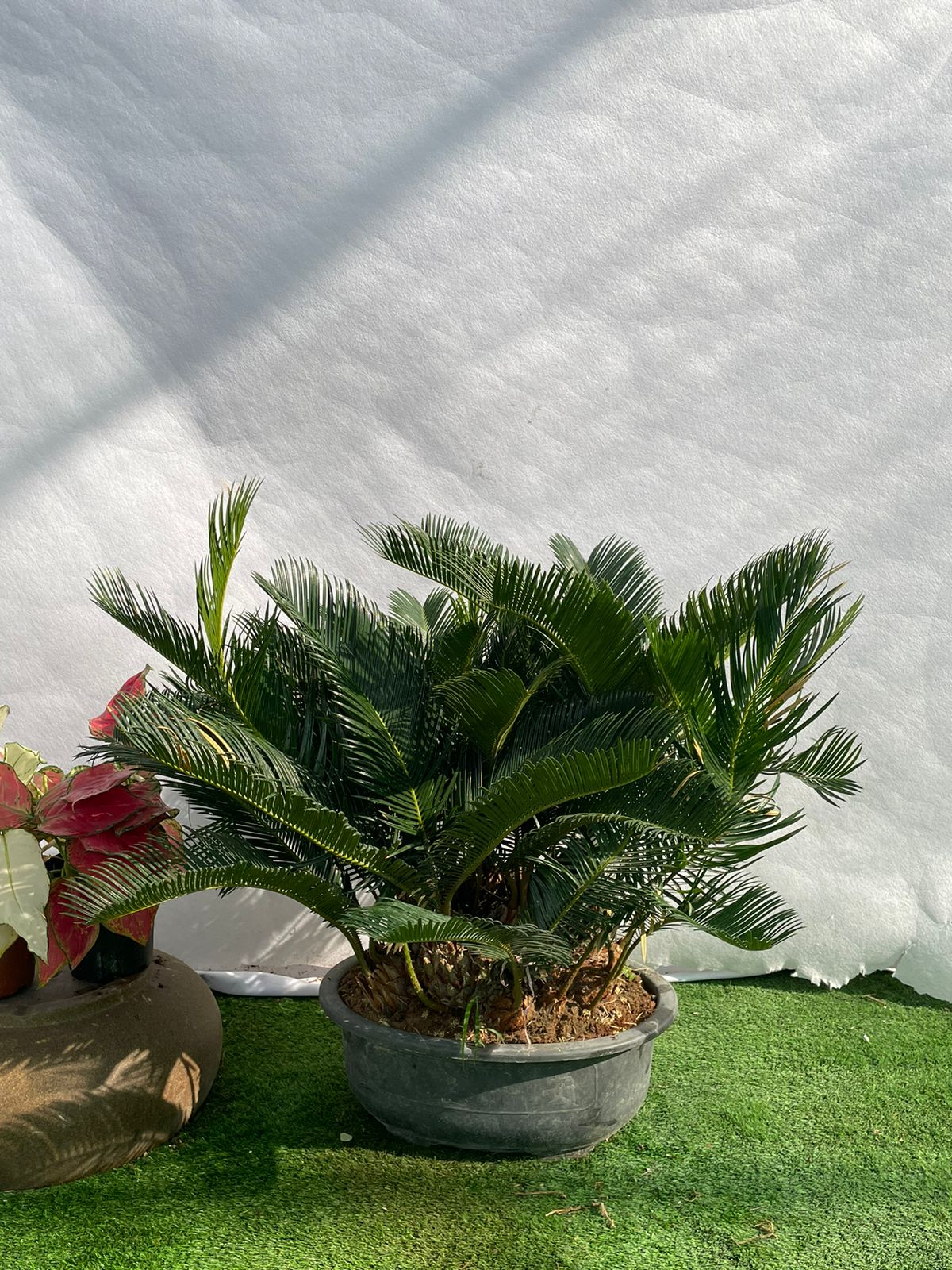 Sago Palm Shallow - Nursery Pot